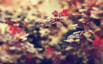 Background, Leaves, Plant, Macro, Dark HD wallpaper