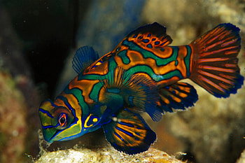 Fish, animal, a, z HD wallpaper