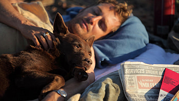 Red Dog, Koko, , Background HD wallpaper