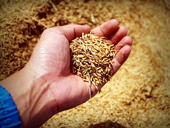A close-up of a hand holding ripe rice grains in a sunny agricultural field. HD wallpaper