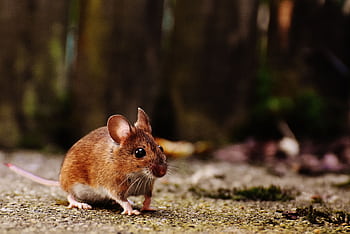 A detailed shot of a brown wood mouse on a natural outdoor surface, highlighting its whiskers and fur. HD wallpaper