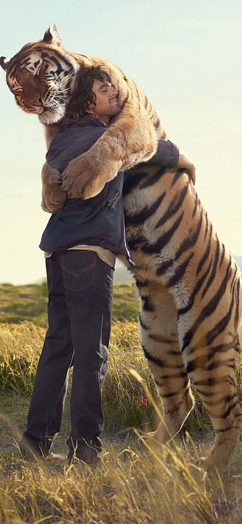 Tiger Hug, Hugs HD phone wallpaper
