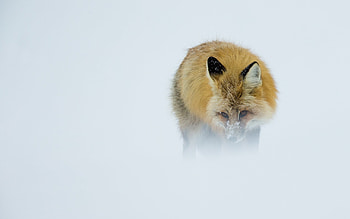 Fox In Winter, fox, winter, animals HD wallpaper