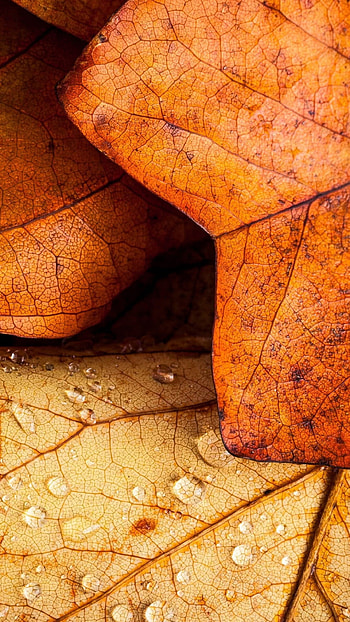 Leaf senescence, Autumn HD phone wallpaper