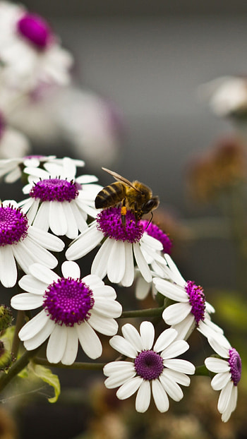 Spring daisies, Vibrant flowers, Nature's harmony, Fluttering bee HD phone wallpaper