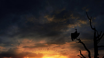 Bird Silhouette Skyscape, birds, silhouette, artist, artwork, digital-art, deviantart HD wallpaper