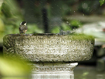 Morning Bath Time, birds, water, bath, cement HD wallpaper