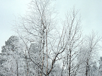 Nature, Trees, Snow, Crown, Branches, Frost, Hoarfrost, Crowns HD wallpaper