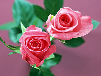 shades of pink roses, BEAUTIFUL, COLOR, ROSES, GORGEOUS, PINK HD wallpaper