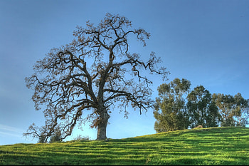 Oak Tree, Trees on hill, Clear blue sky, Oak trees HD wallpaper