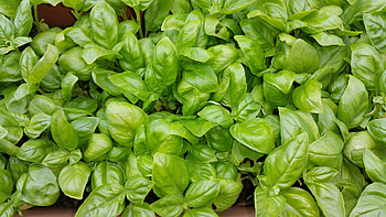Summer food, Green herb, Produce kitchen, Basil pesto HD wallpaper
