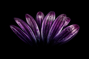 Petals, light dark purple, flower, close up, drops HD wallpaper