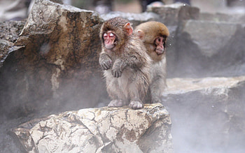 Animals, Monkeys, Sit, Toddlers, Kids HD wallpaper