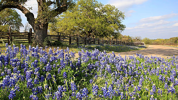 Texas Hill Country, Road trip, Texas bluebonnets, Enterprise rent a car HD wallpaper