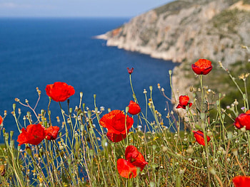 Flowers, Mountains, Sea, Poppies, Slope HD wallpaper
