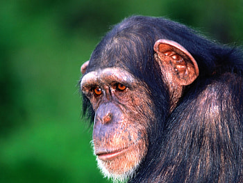 HEY THERE BEAUTIFUL WHATS UP, mother, face, primate, love HD wallpaper
