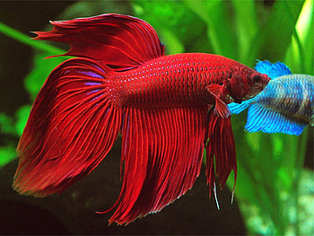 Betta, pretty, red, green, fish, watter HD wallpaper