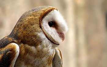 Animals, Owl, Bird, Beak, Predator HD wallpaper