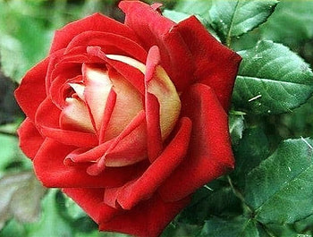 Magic of rose, rose, magic, nature, flower HD wallpaper