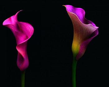 Colorful flower, style, black, petals, flower HD wallpaper