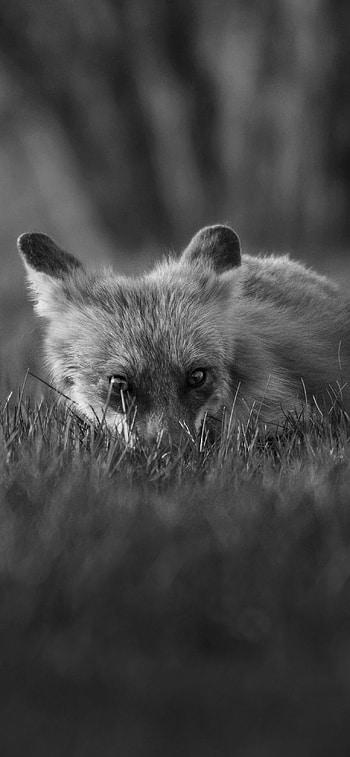 Animal, fox HD phone wallpaper
