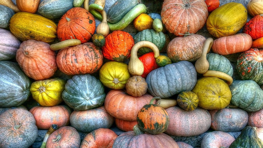 A vibrant assortment of pumpkins and gourds in various colors and shapes, perfect for fall decor. HD wallpaper