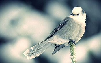 Animals, Bird, Sit, Branch, Bw, Chb HD wallpaper