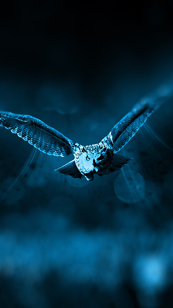 bokeh, night, bird, Animal, owl HD phone wallpaper