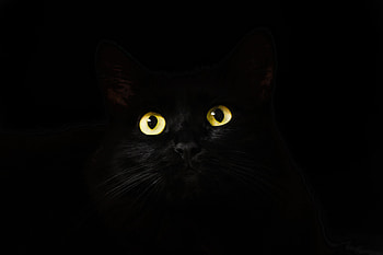 Black Cat Eyes Dark , cat, animals, eyes HD wallpaper