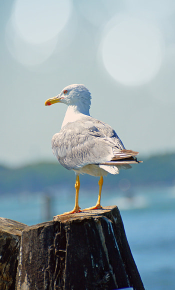 Seagull, Bird, Seabird HD phone wallpaper