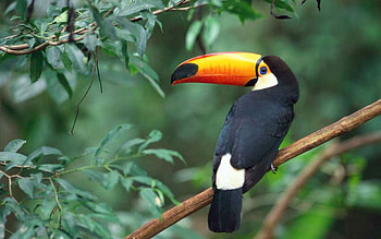 Animals, Birds HD wallpaper