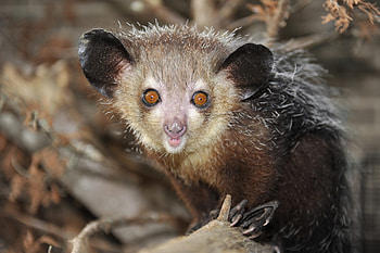 Duke Lemur Center's Aye Aye, Leaping lemur action, Conservation efforts, Primate research HD wallpaper