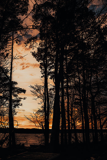 Trees, Sunset, Sea, Dark, Pier, Silhouette HD phone wallpaper