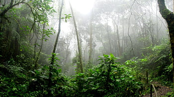 Dense misty rainforest in San Antonio Del Tequendama, Colombia, showcasing vibrant green foliage. HD wallpaper