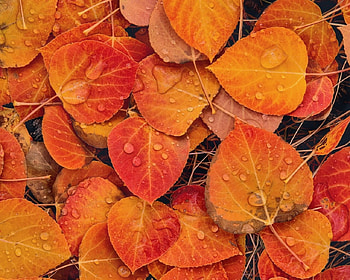 Fall leaves, colorful, season, leaves, fall, autumn, nature, orange HD wallpaper