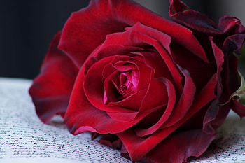 Red rose, close up HD wallpaper
