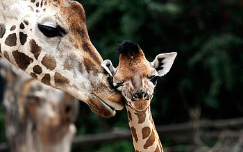 Animals, Young, Muzzle, Spotted, Spotty, Joey, Giraffe HD wallpaper