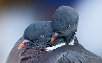 Animals, Birds, Pigeons HD wallpaper