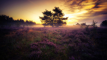 Morning-Mist, Dawn, nature, Mist, Morning HD wallpaper