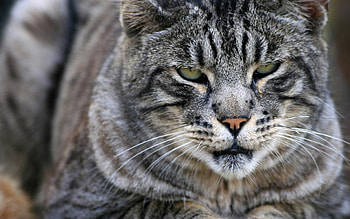 Animals, Cat, Muzzle, Grey, Mouth, Nose HD wallpaper