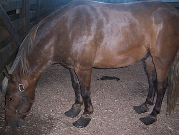 horses feet look awefull, hot-stuff, kimmie HD wallpaper