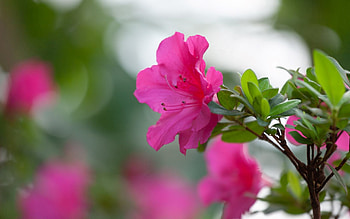 Rhododendron, Latvia, pink, flower HD wallpaper