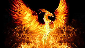 Phoenix Bird background, Beautiful Phoenix HD wallpaper