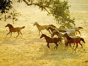 Wild horses, animal, prairie, horse, nature HD wallpaper