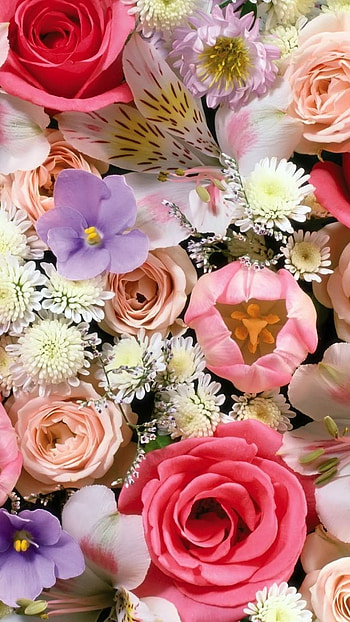 Rose Flower, Colorful Flowers HD phone wallpaper