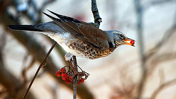 Animals, Food, Bird, Sit, Branch, Berry HD wallpaper
