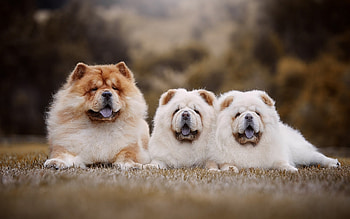 Chow Chow family, Adorable puppies, Cute animals, Twin dogs HD wallpaper