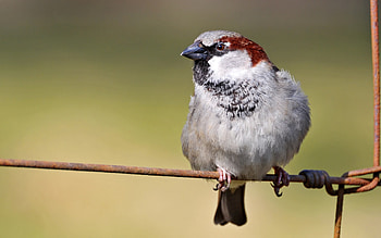 Animals, Birds HD wallpaper