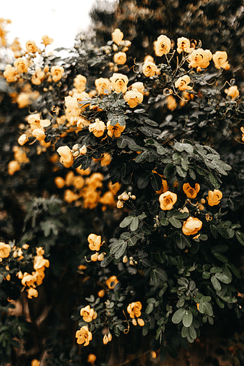 Flowers, Bush, Plant, Wet HD phone wallpaper
