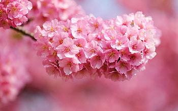sAKURA, japanese, flowers, Pink, love HD wallpaper